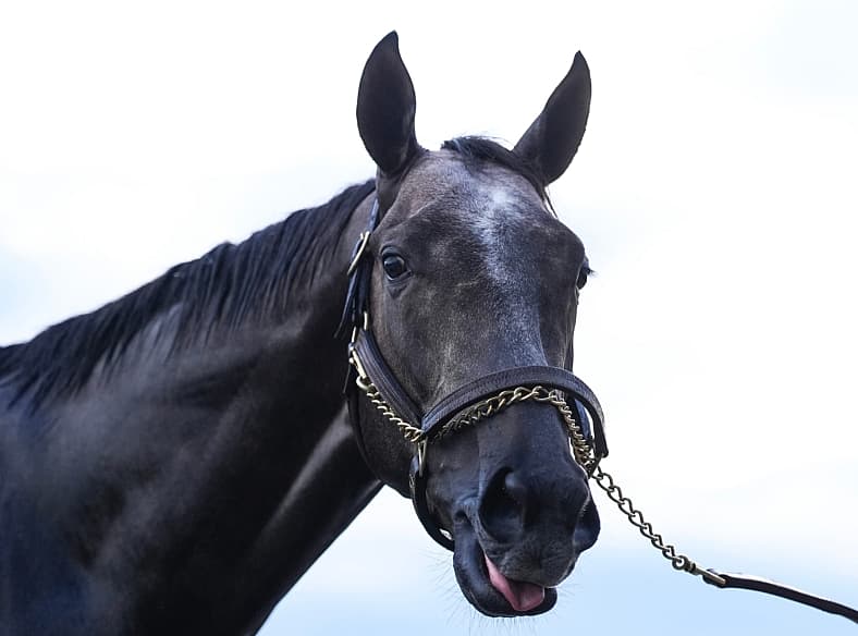 kentucky derby