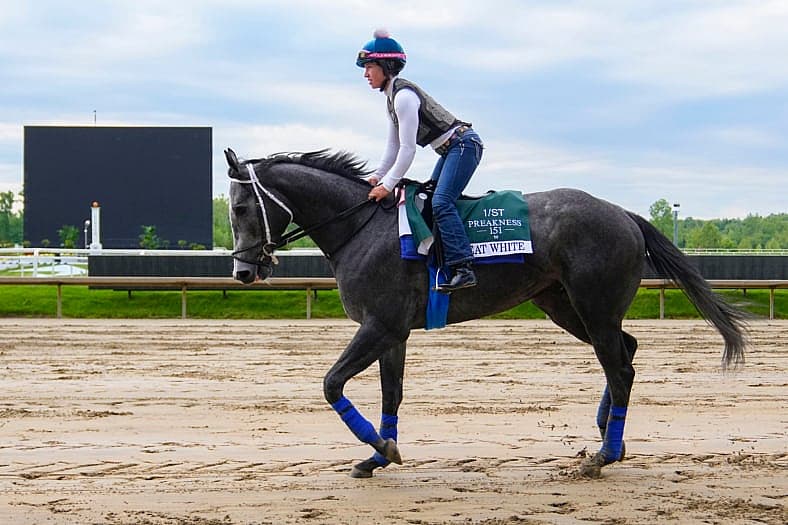 preakness stakes