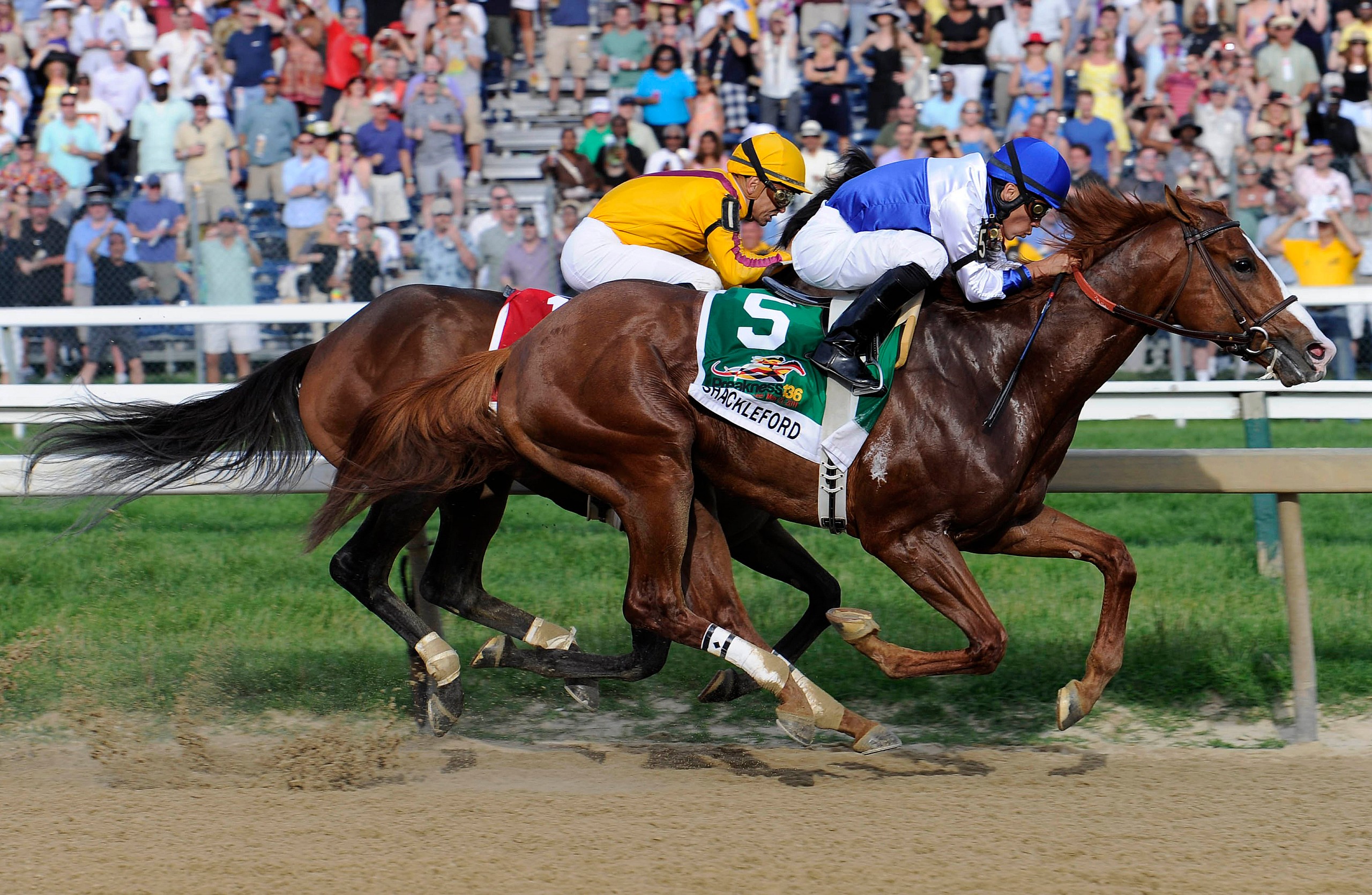 Shackelford Preakness Stakes