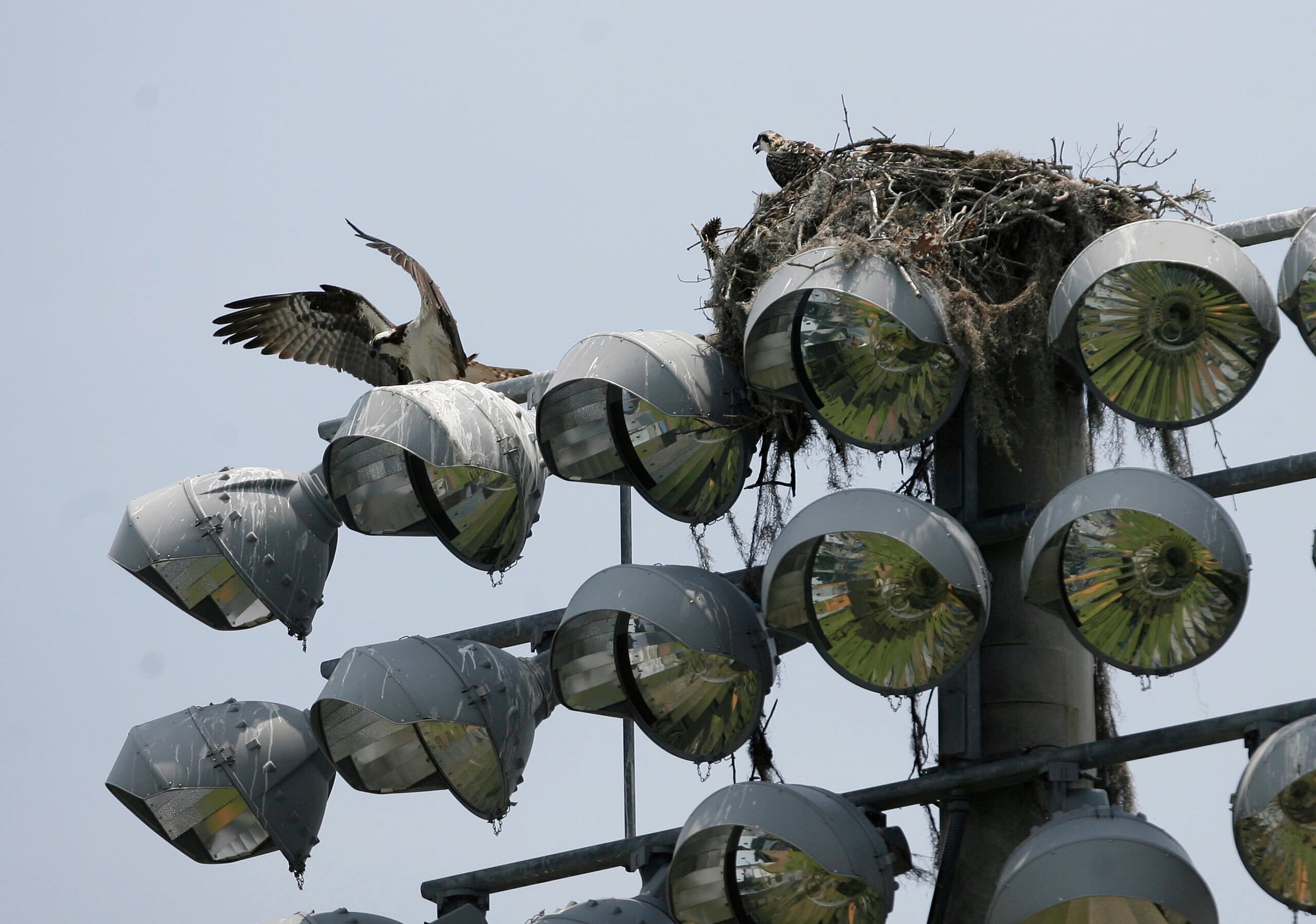 NCAA Baseball: Regional-Miami vs Jacksonville