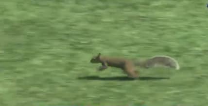 Squirrel
