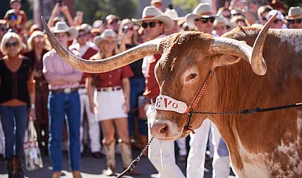 Bevo XV, Texas Longhorns