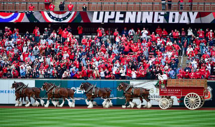 st. louis cardinals