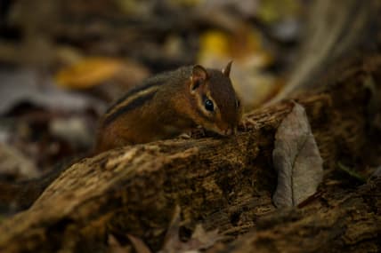Chipmunk