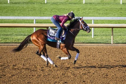 Nov 3, 2020; Lexington, KY, USA; Mutasaabeq works out during Breeders' Cup morning workouts at Keeneland Race Track. Mandatory Credit: Arden Barnes-USA TODAY Sports