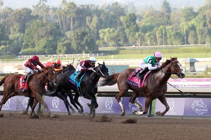 race horses