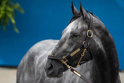 Kentucky Derby favorite Essential Quality is bathed following a morning workout at Churchill Downs.  Essential Quality is trained by Brad Cox. April 29, 2021

Af5i9283