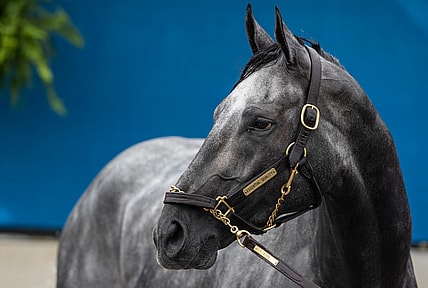 Kentucky Derby favorite Essential Quality is bathed following a morning workout at Churchill Downs.  Essential Quality is trained by Brad Cox. April 29, 2021

Af5i9283