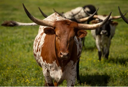 Texas Longhorn Cattle roam the lands of Brynmore Dairy Farm owned and run by the Hlubik family for four generations. A look at the variety of people, animals, and places that make up the town of New Egypt.                                            New Egypt, NJTuesday, July 14, 2021

NewE071521k