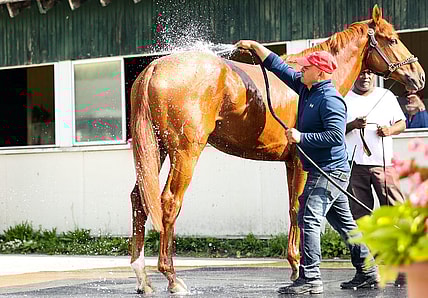 Jun 8, 2022; Elmont, NY, USA; Belmont horse Rich Strike gets a bath from staff at Belmont Park Racetrack. Mandatory Credit: Jessica Alcheh-USA TODAY Sports
