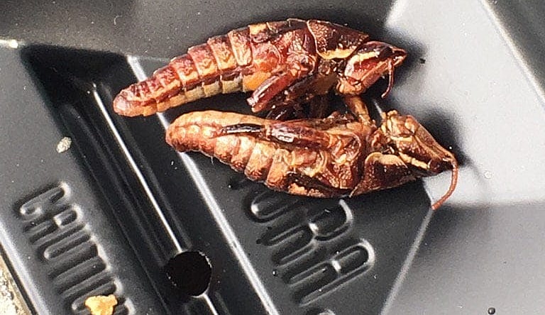 Mariners toasted grasshoppers