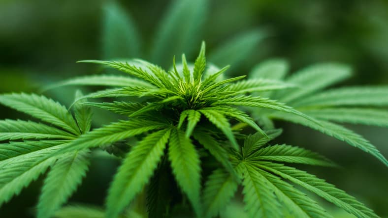 Marijuana