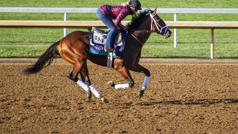 Nov 3, 2020; Lexington, KY, USA; Mutasaabeq works out during Breeders' Cup morning workouts at Keeneland Race Track. Mandatory Credit: Arden Barnes-USA TODAY Sports
