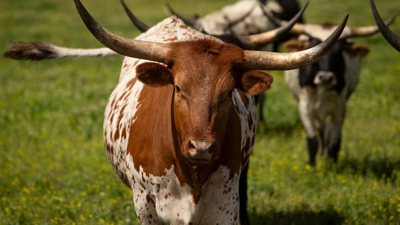 Texas Longhorn Cattle roam the lands of Brynmore Dairy Farm owned and run by the Hlubik family for four generations. A look at the variety of people, animals, and places that make up the town of New Egypt.                                            New Egypt, NJTuesday, July 14, 2021

NewE071521k