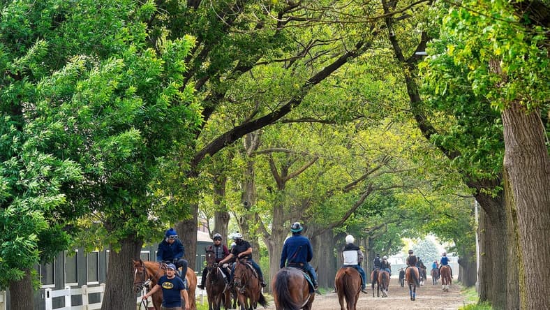 Wednesday morning activity at Belmont Park, as a hazardous smoke filled haze has prompted NYRA officials to cancel morning training for Thursday, June 8, 2023.