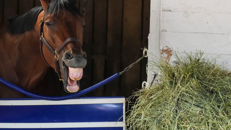 Kentucky Derby contender Practical Move inside his stall on Monday at Churchill Downs Monday morning May 1, 2023, in Louisville, Ky. May 6, 2023. The colt is trained by Tim Yakteen.
2023 Kentucky Derby Horses