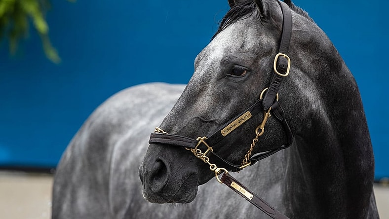 Kentucky Derby favorite Essential Quality is bathed following a morning workout at Churchill Downs.  Essential Quality is trained by Brad Cox. April 29, 2021

Af5i9283