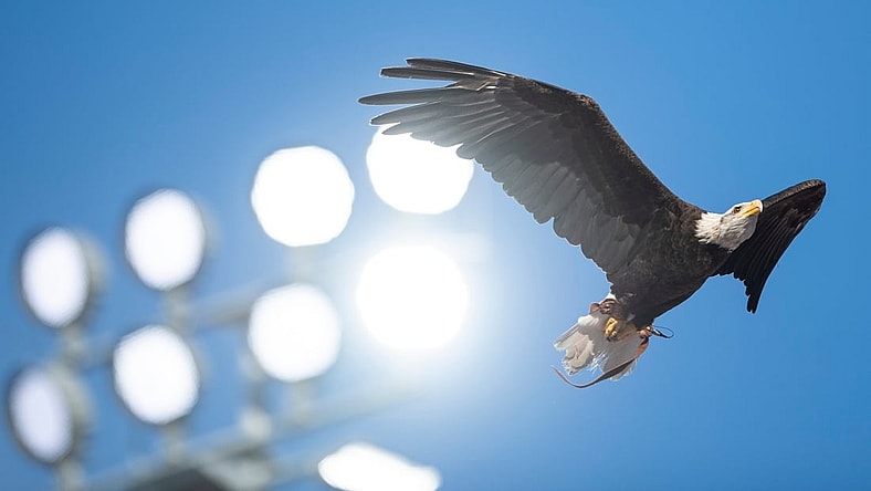 Auburn war eagle Independence flies before the game at Jordan-Hare Stadium in Auburn, Ala., on Saturday, Sept. 4, 2021. Auburn Tigers leads Akron Zips 37-0.