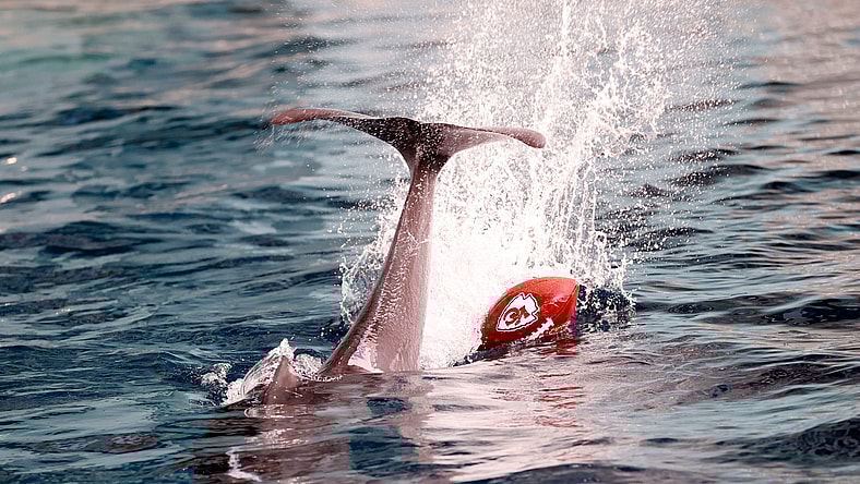 nfl playoff scenarios: dolphins-chiefs