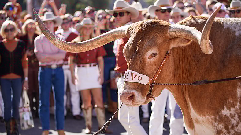 Bevo XV, Texas Longhorns