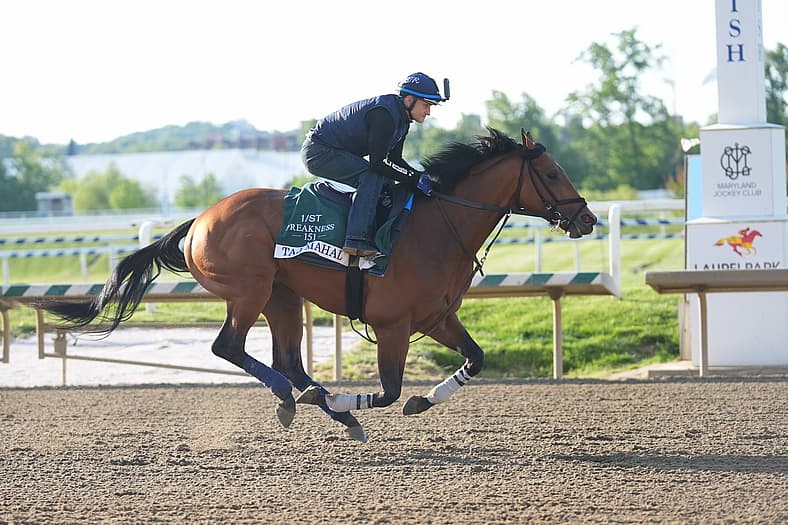 Horse Racing: 151st Preakness-Workouts