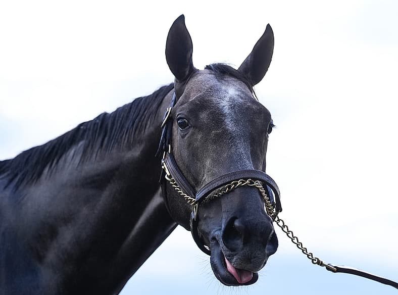 kentucky derby